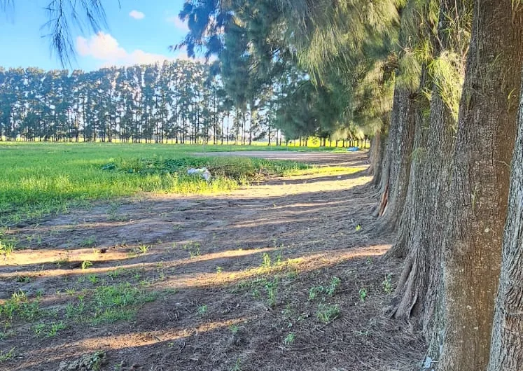 Campo de 15,60 Has en Gobernador Castro, San Pedro