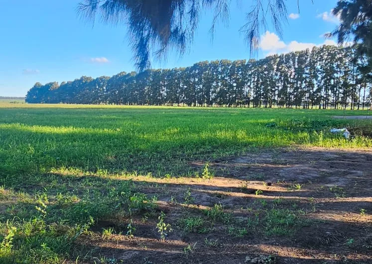 Campo de 15,60 Has en Gobernador Castro, San Pedro