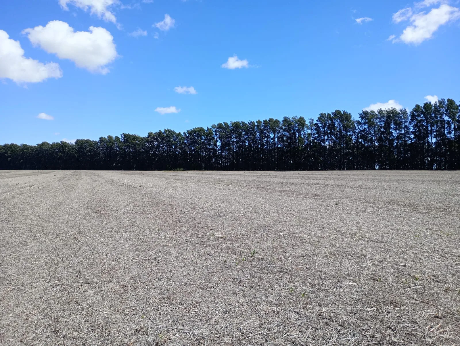 Venta de Campo – 17 Hectáreas en Gobernador Castro