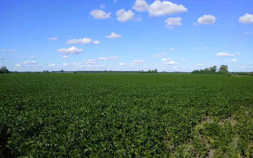 Venta de Campo Mixto – 52,8 Hectáreas en Paraje Espinillo
