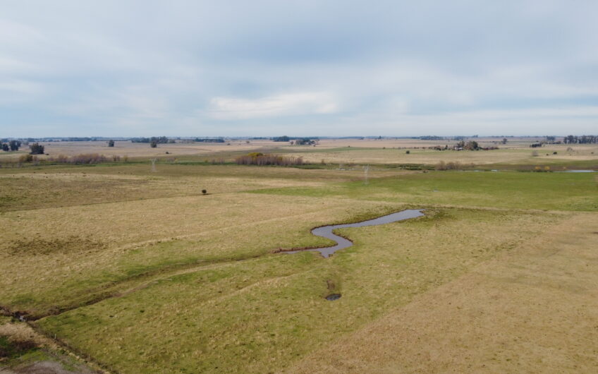 Oportunidad en Baradero: campo mixto de 100 hectáreas en venta
