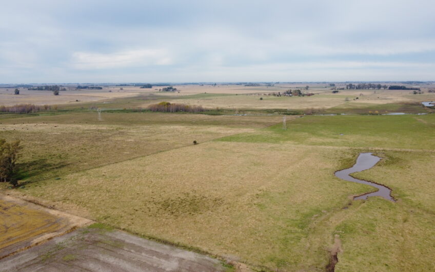 Oportunidad en Baradero: campo mixto de 100 hectáreas en venta