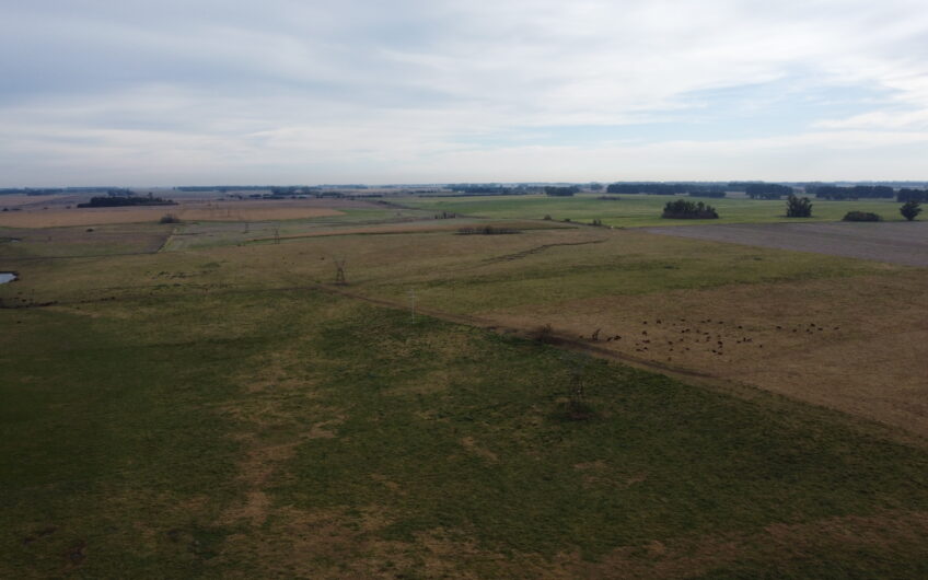 Oportunidad en Baradero: campo mixto de 100 hectáreas en venta