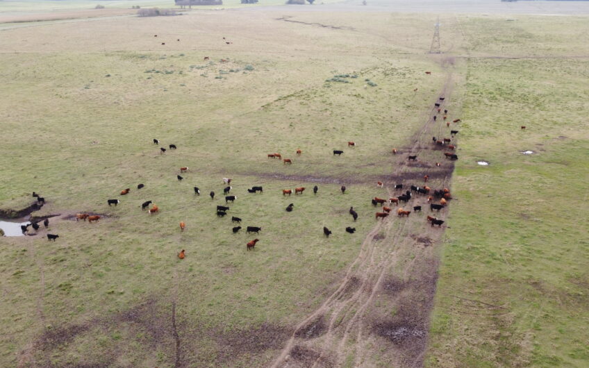 Oportunidad en Baradero: campo mixto de 100 hectáreas en venta