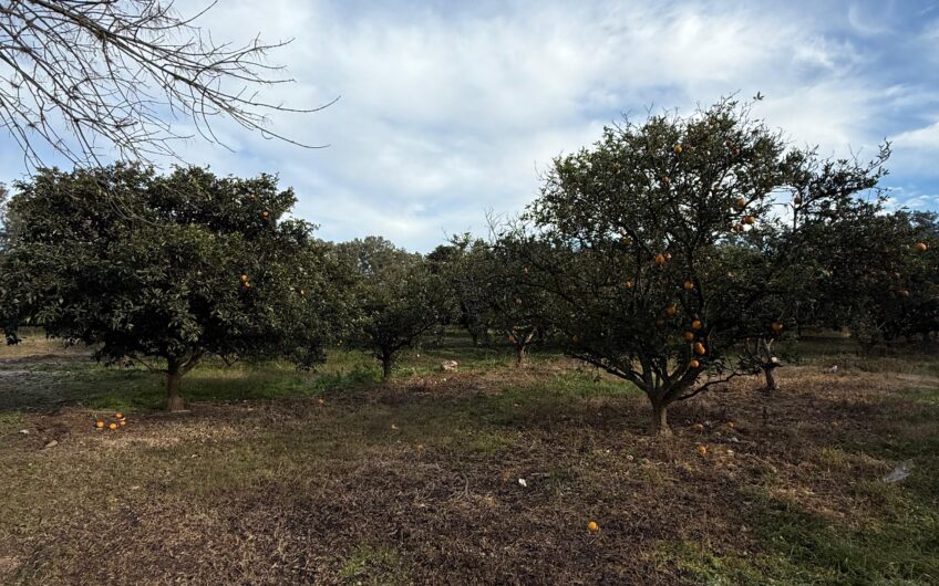 Campo en Venta – 10 Has con Casa y Plantación de Naranjas