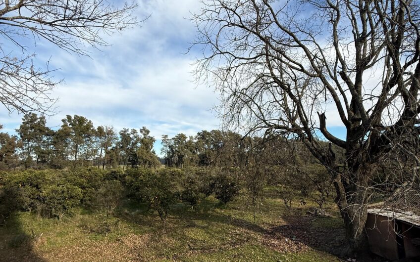 Campo en Venta – 10 Has con Casa y Plantación de Naranjas