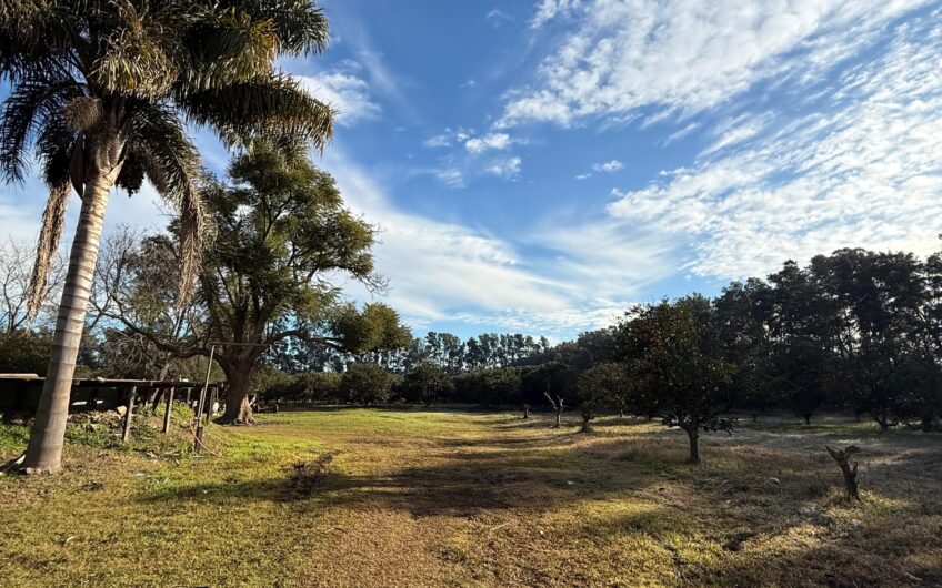 Campo en Venta – 10 Has con Casa y Plantación de Naranjas