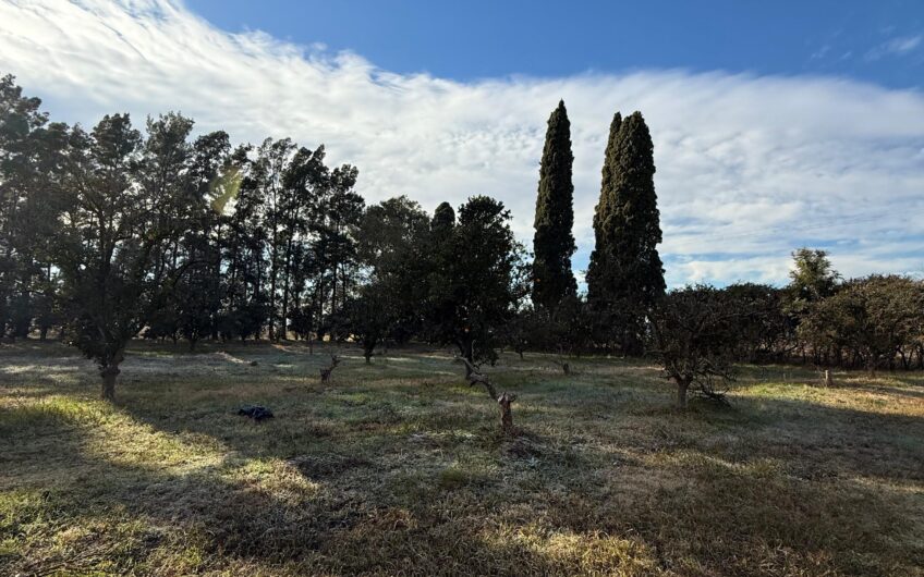 Campo en Venta – 10 Has con Casa y Plantación de Naranjas