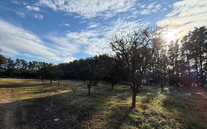 Campo en Venta – 10 Has con Casa y Plantación de Naranjas