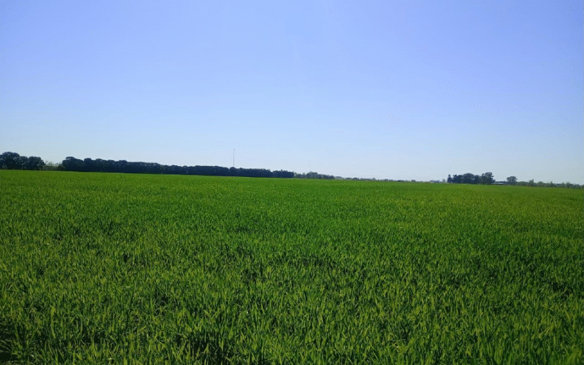 Venta de campo agrícola en San Pedro – 55 Has sobre Ruta 1001