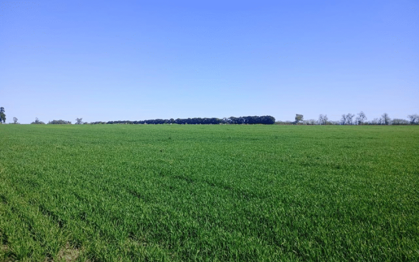 Venta de campo agrícola en San Pedro – 55 Has sobre Ruta 1001