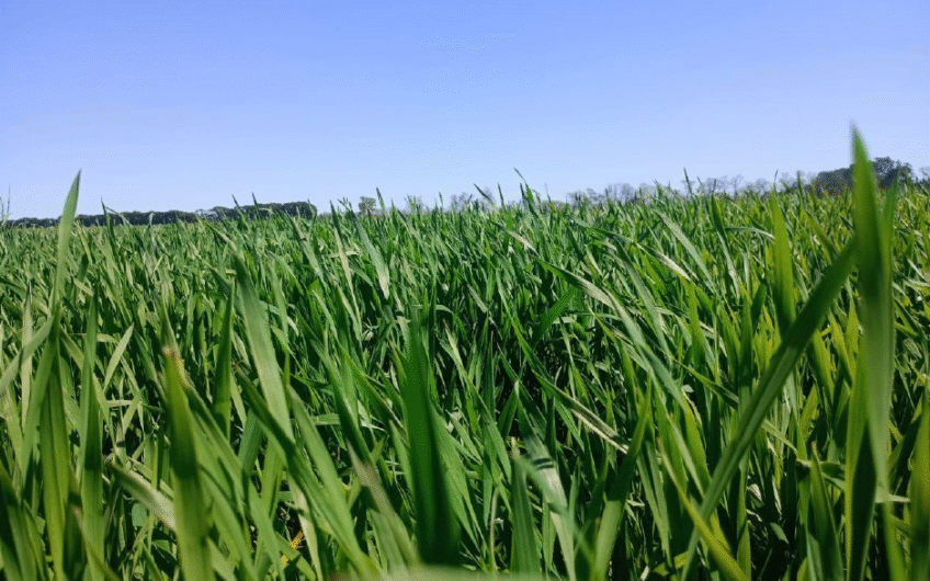 Venta de campo agrícola en San Pedro – 55 Has sobre Ruta 1001