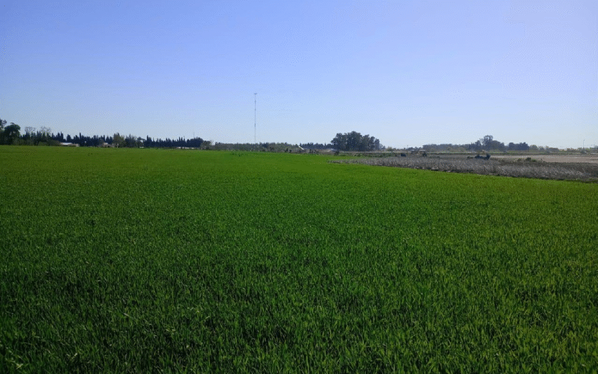 Venta de campo agrícola en San Pedro – 55 Has sobre Ruta 1001