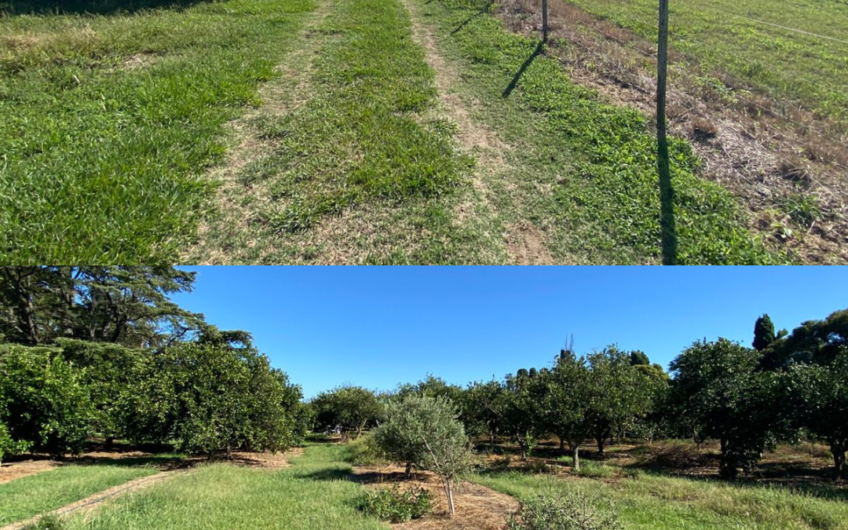 Campo de 11 hectáreas en venta con casas, cabañas, pecán y laguna natural