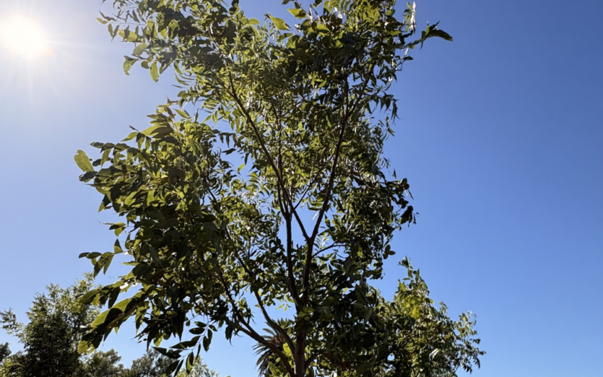 Campo de 11 hectáreas en venta con casas, cabañas, pecán y laguna natural