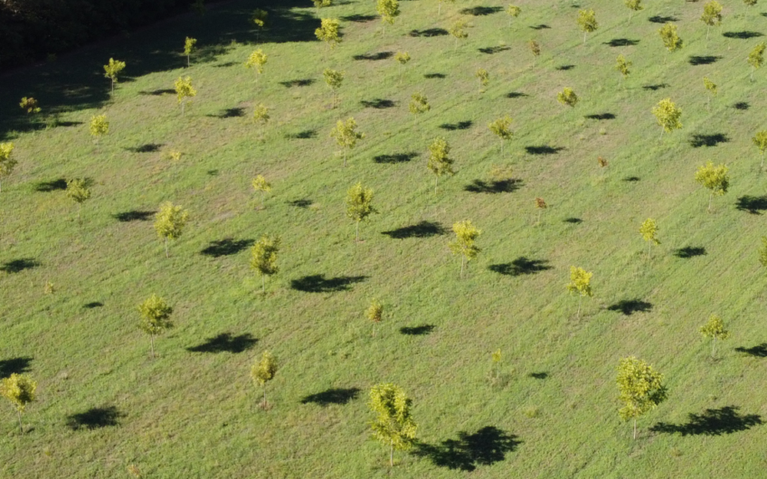 Campo de 11 hectáreas en venta con casas, cabañas, pecán y laguna natural