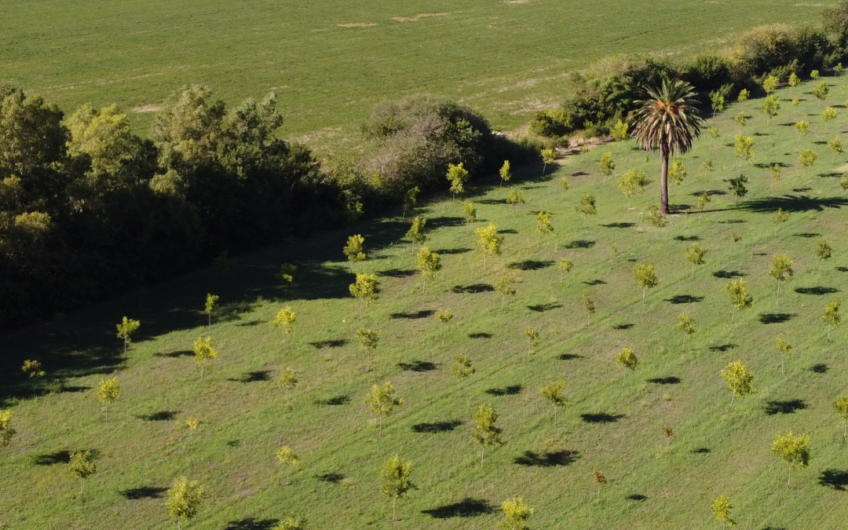 Campo de 11 hectáreas en venta con casas, cabañas, pecán y laguna natural