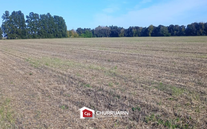 Campo en Venta sobre Ruta 9 en San Pedro | 14 Ha